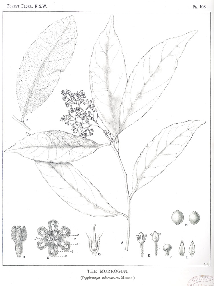 Forest Flora of New South Wales (Volume 3): Plate 108: The Murrogun