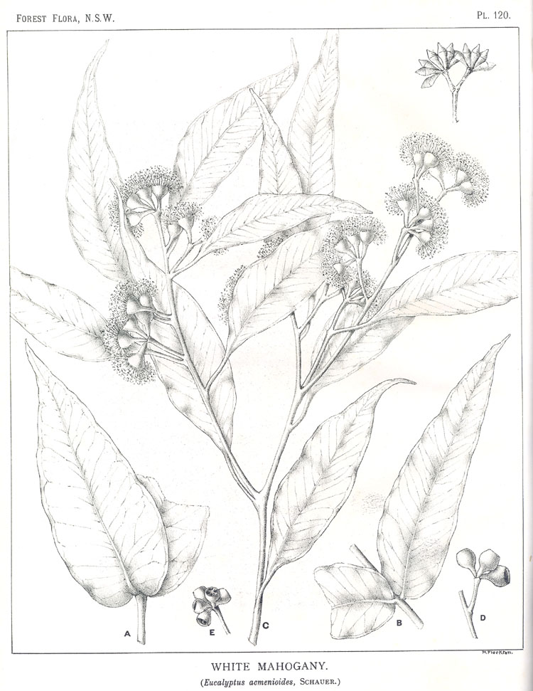 Forest Flora of New South Wales (Volume 4): Plate 120: White Mahogany