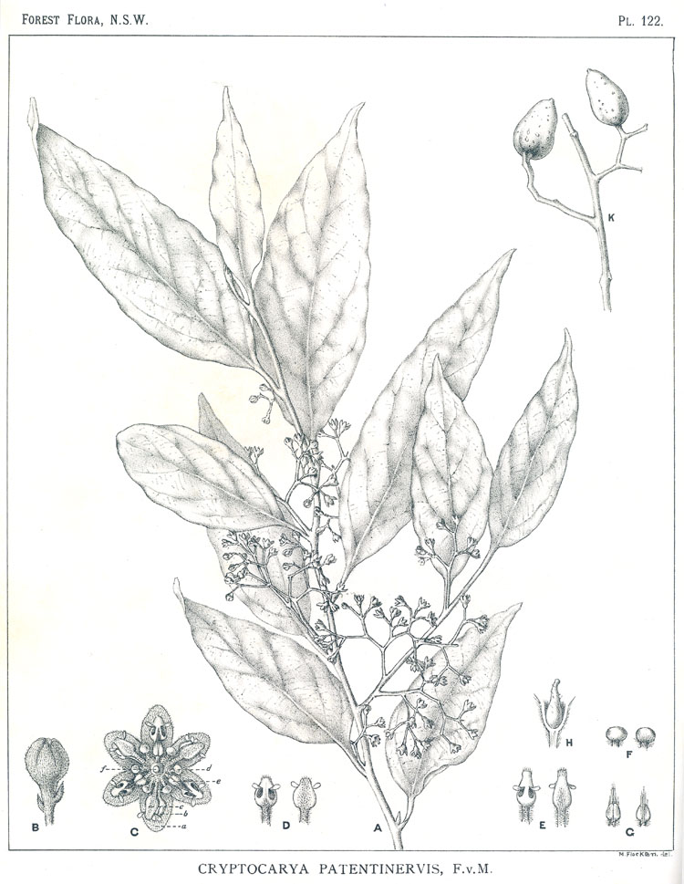 Forest Flora of New South Wales (Volume 4): Plate 122: Cryptocarya Patentinervis