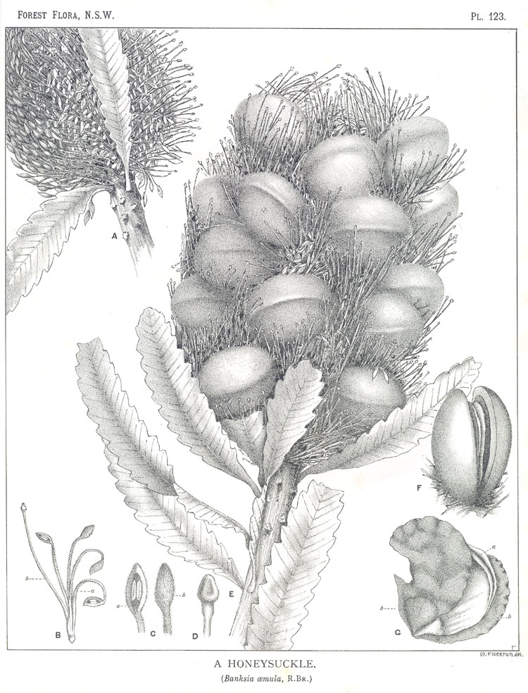 Forest Flora of New South Wales (Volume 4): Plate 123: A Honeysuckle