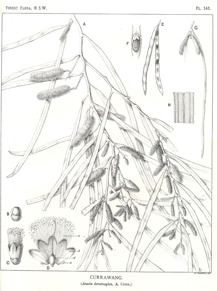 Forest Flora of New South Wales (Volume 4): Plate 141: Currawang
