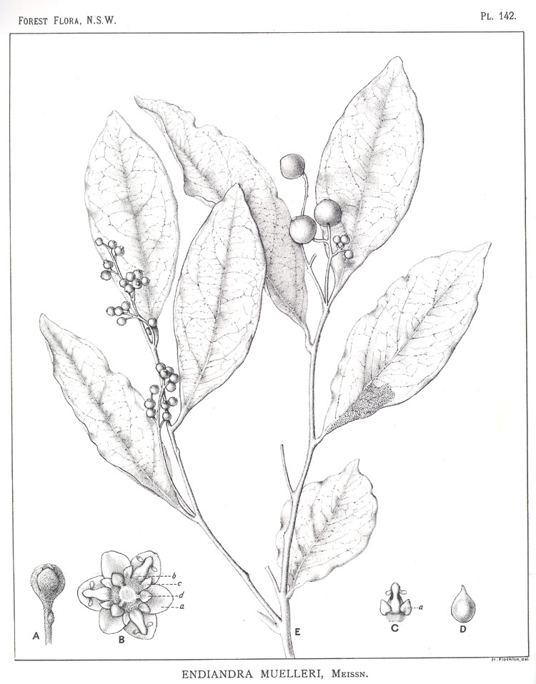 Forest Flora of New South Wales (Volume 4): Plate 142: Endiandra Muelleri