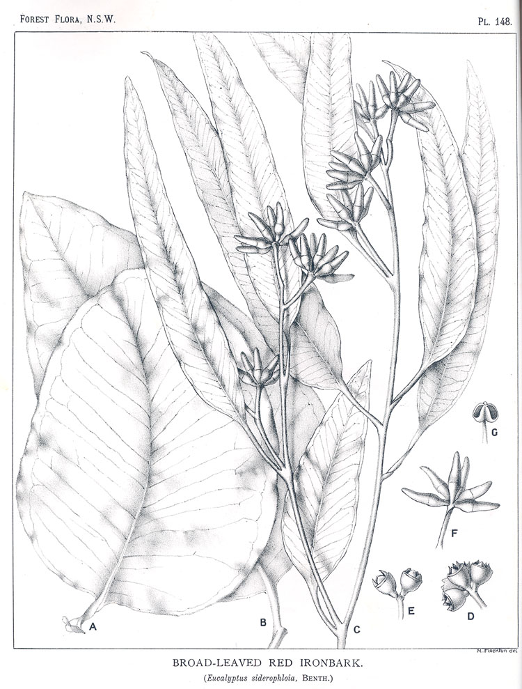 Forest Flora of New South Wales (Volume 4): Plate 148: Broad Leaved Red Ironbark