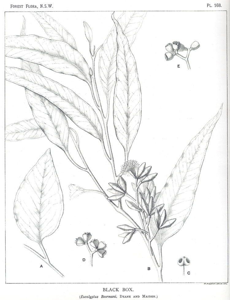 Forest Flora of New South Wales (Volume 5): Plate 168: Black Box