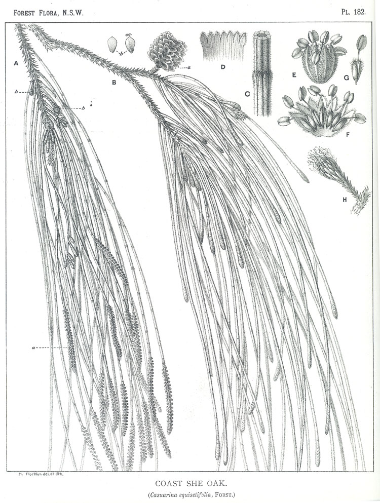 Forest Flora of New South Wales (Volume 5): Plate 182: Coast She Oak
