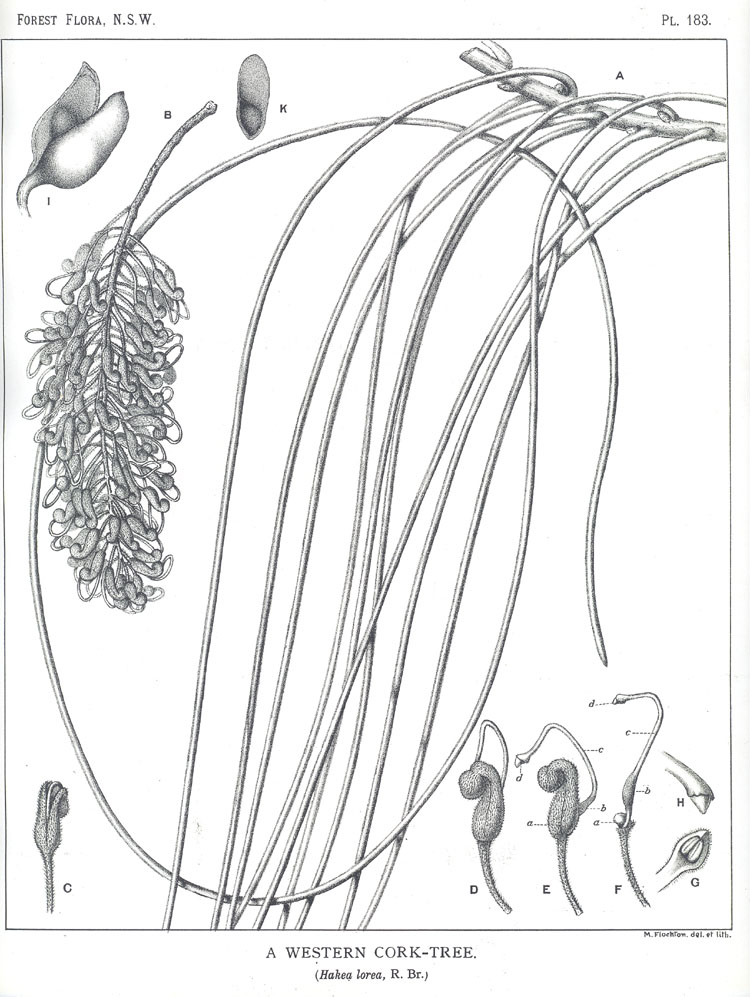 Forest Flora of New South Wales (Volume 5): Plate 183: A Western Cork Tree