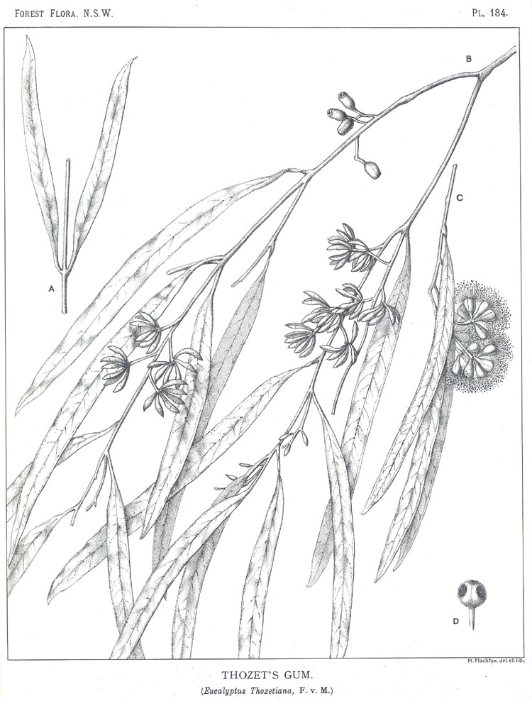 Forest Flora of New South Wales (Volume 5): Plate 184: Thozet's Gum