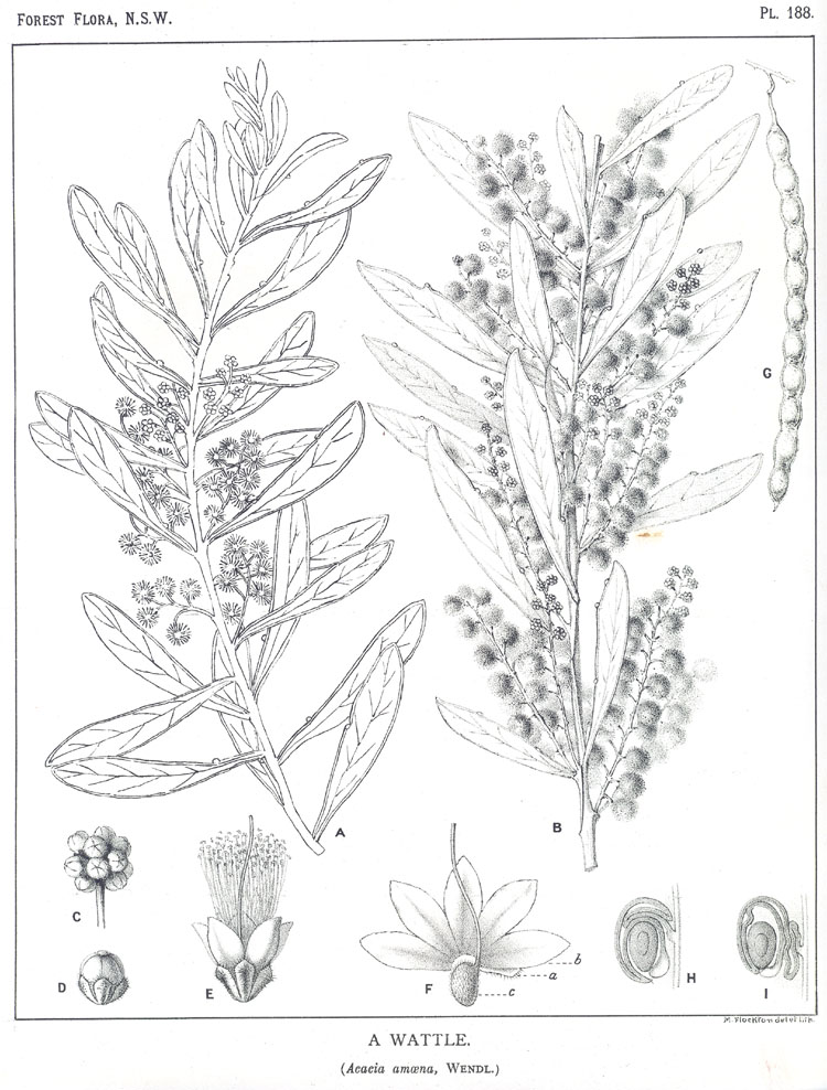 Forest Flora of New South Wales (Volume 5): Plate 188: A Wattle