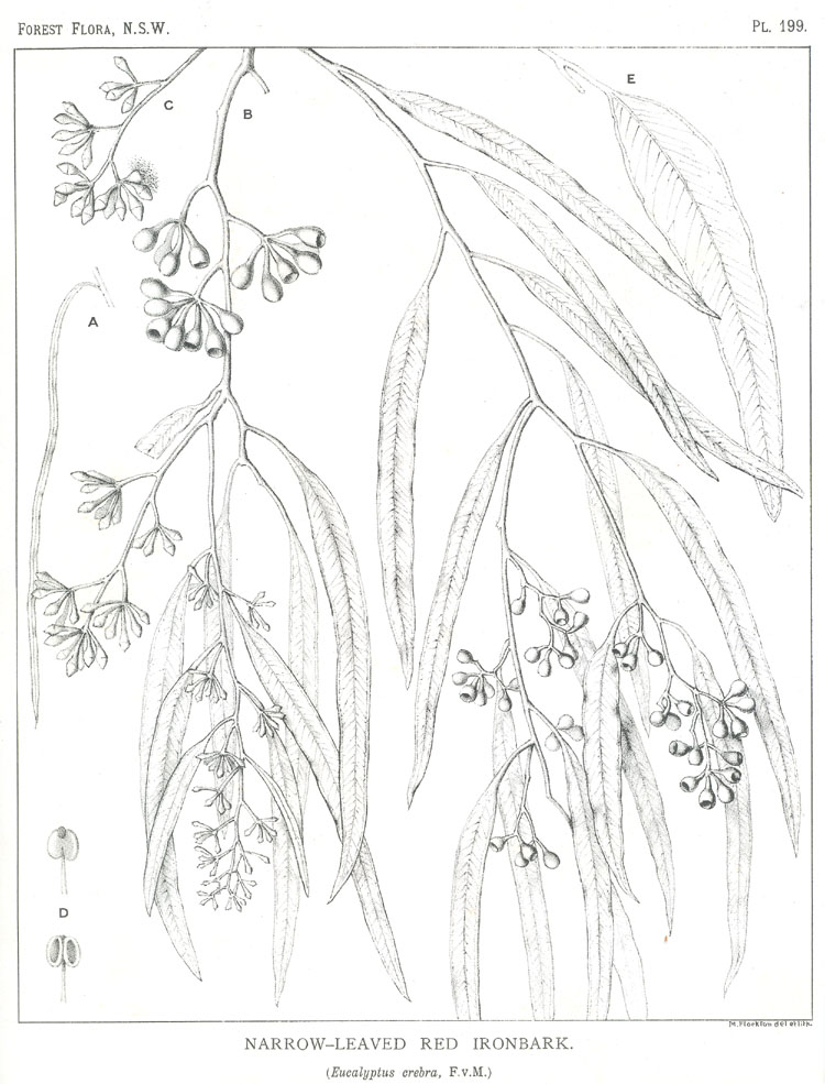 Forest Flora of New South Wales (Volume 6): Plate 199: Narrow Leaved Red Ironbark