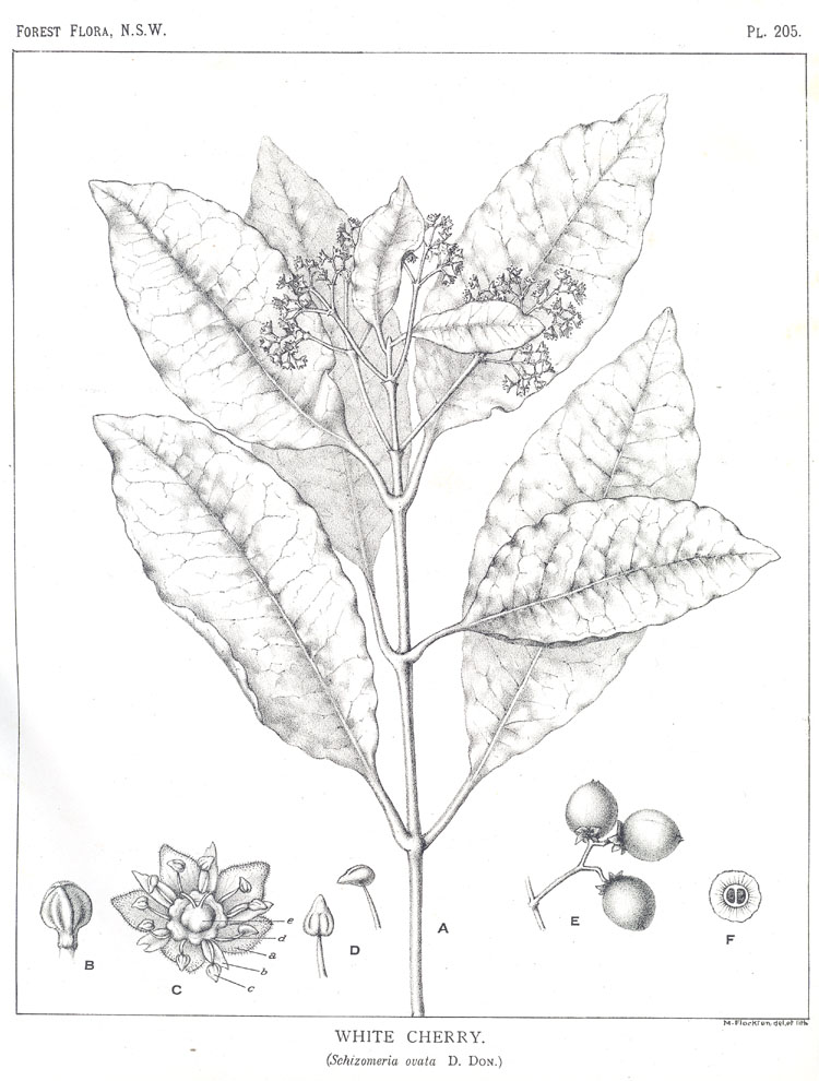 Forest Flora of New South Wales (Volume 6): Plate 205: White Cherry