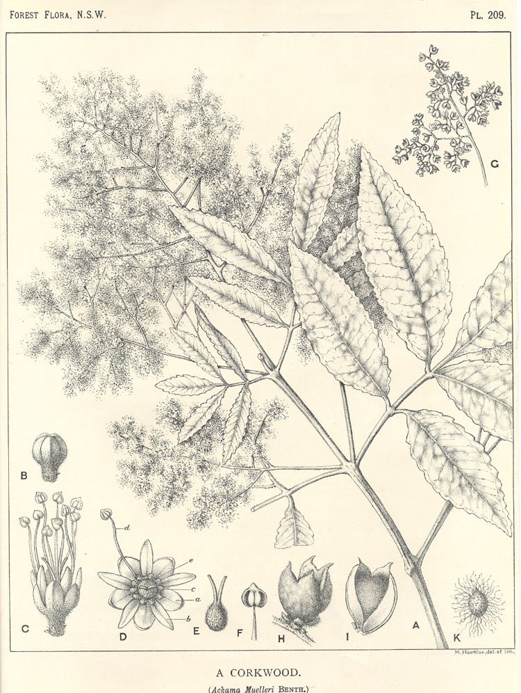 Forest Flora of New South Wales (Volume 6): Plate 209: A Corkwood