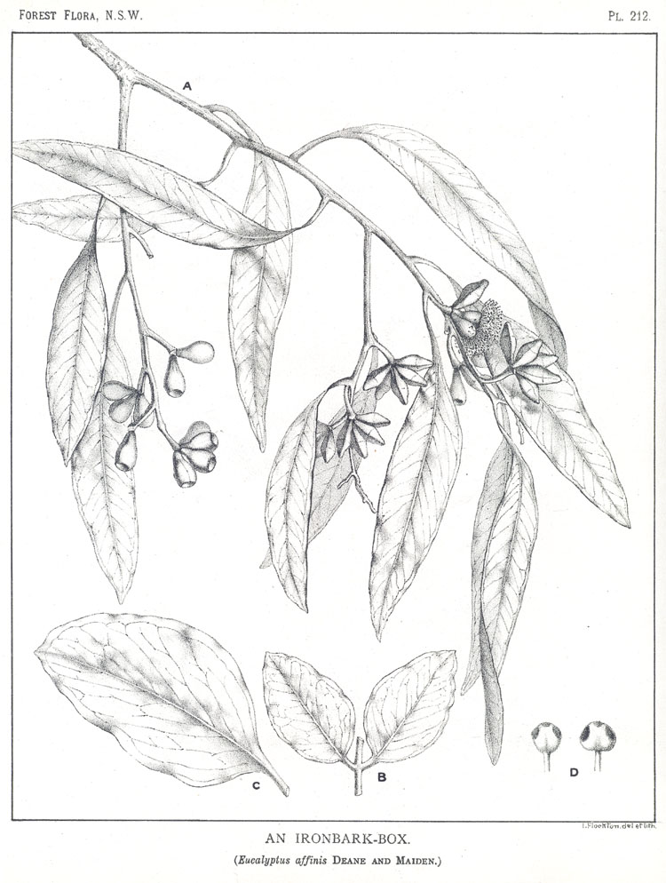 Forest Flora of New South Wales (Volume 6): Plate 212: An Ironbark Box