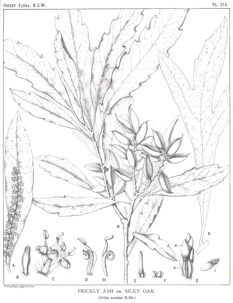 Forest Flora of New South Wales (Volume 6): Plate 214: Prickly Ash or Silky Oak