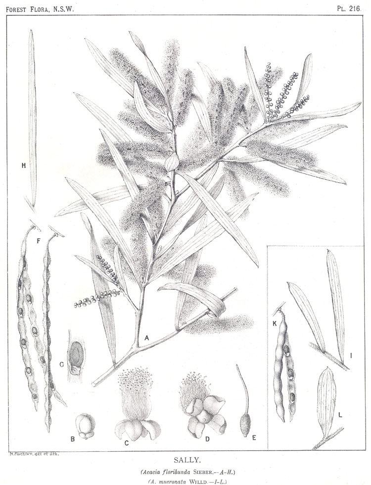 Forest Flora of New South Wales (Volume 6): Plate 216: Sally