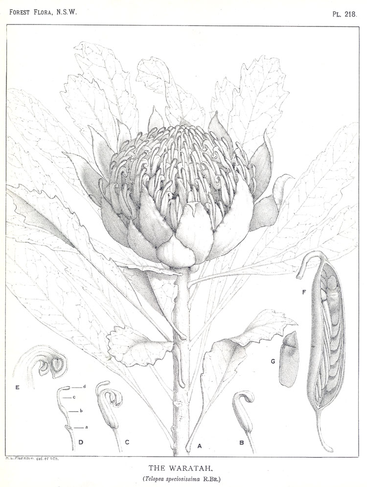 Forest Flora of New South Wales (Volume 6): Plate 218: The Waratah