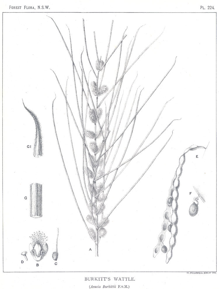 Forest Flora of New South Wales (Volume 6): Plate 224: Burkitt's Wattle