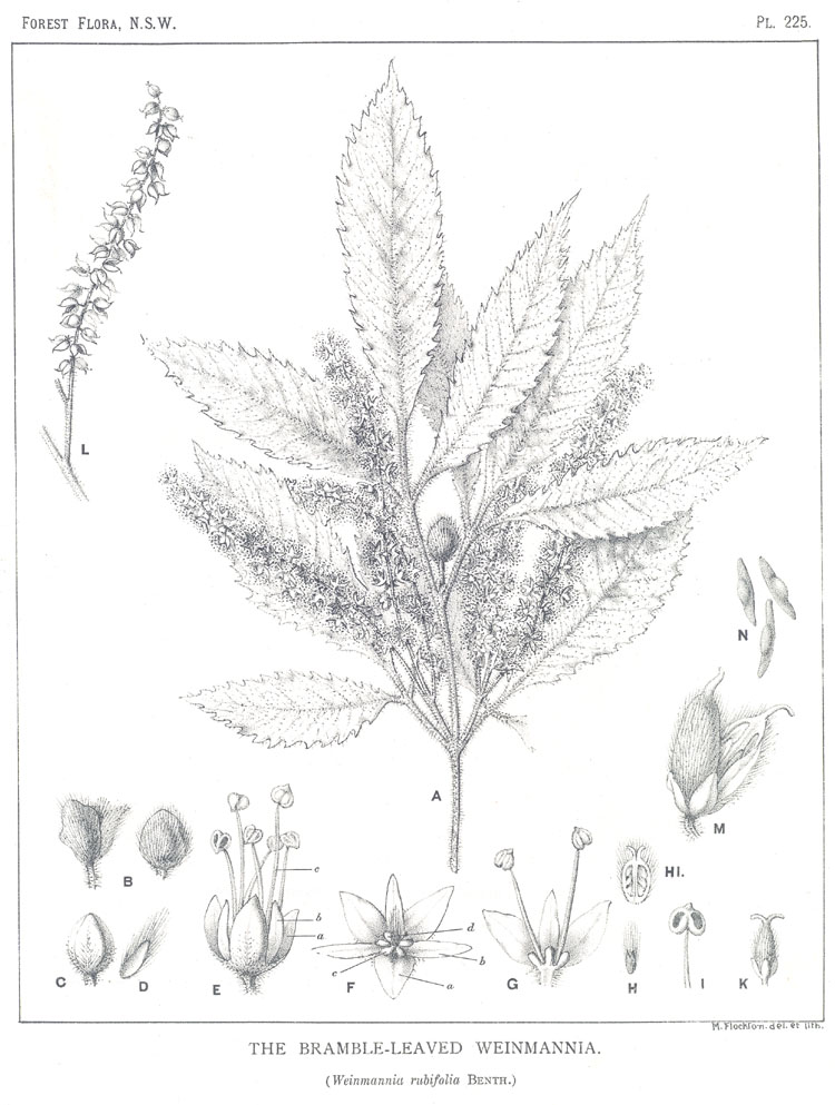 Forest Flora of New South Wales (Volume 6): Plate 225: The Bramble Leaved Weinmannia