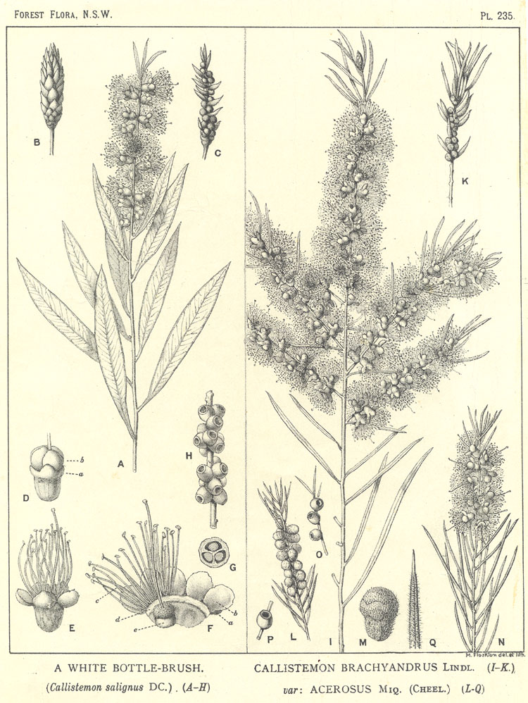 Forest Flora of New South Wales (Volume 7): Plate 235: A White Bottle Brush