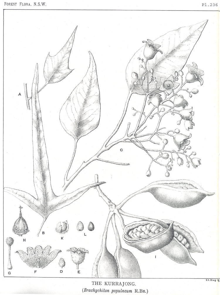 Forest Flora of New South Wales (Volume 7): Plate 236: The Kurrajong
