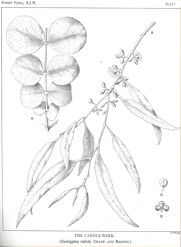 Forest Flora of New South Wales (Volume 7): Plate 237: The Candle Bark