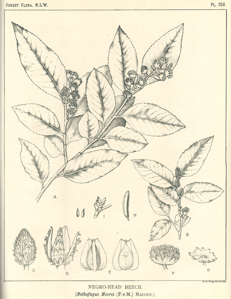 Forest Flora of New South Wales (Volume 7): Plate 258: Negro Head Beech