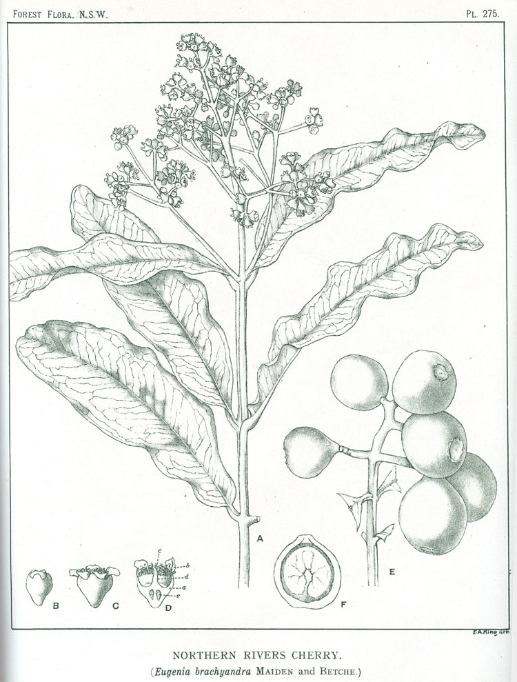 Forest Flora of New South Wales (Volume 8): Plate 275: Northern Rivers Cherry