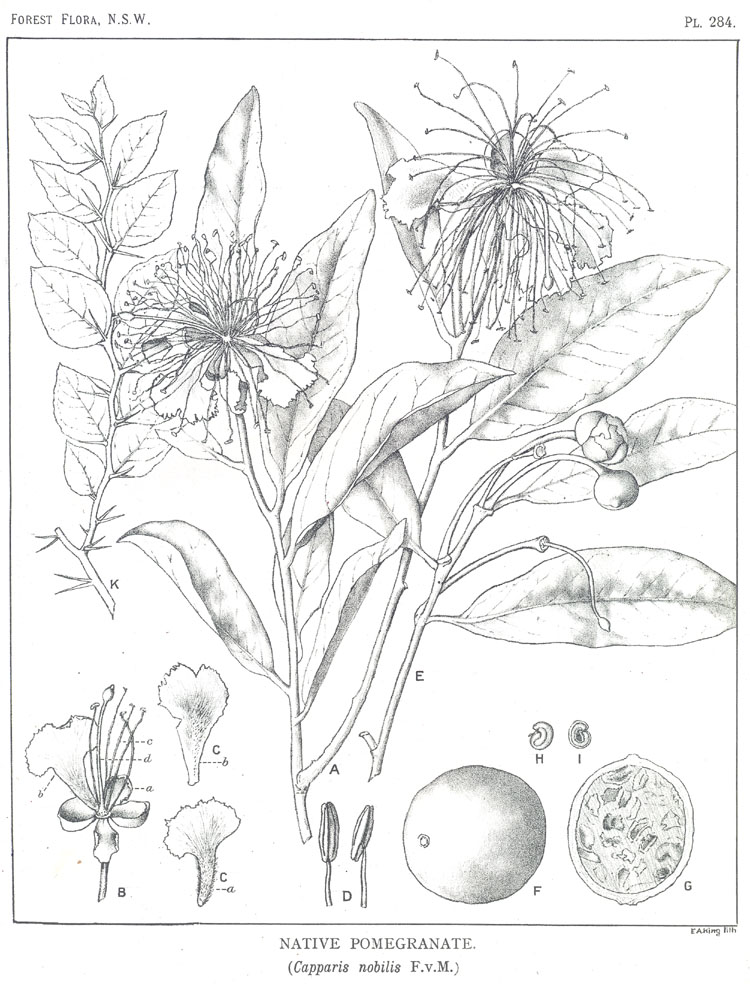 Forest Flora of New South Wales (Volume 8): Plate 284: Native Pomegranate