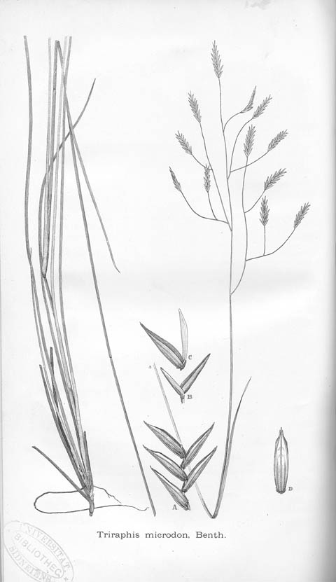 A manual of the grasses of New South Wales: Triraphis microdon