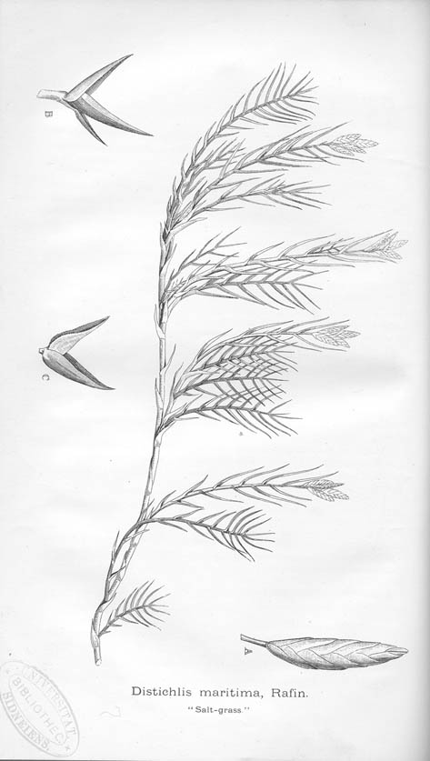 A manual of the grasses of New South Wales: "Salt grass"