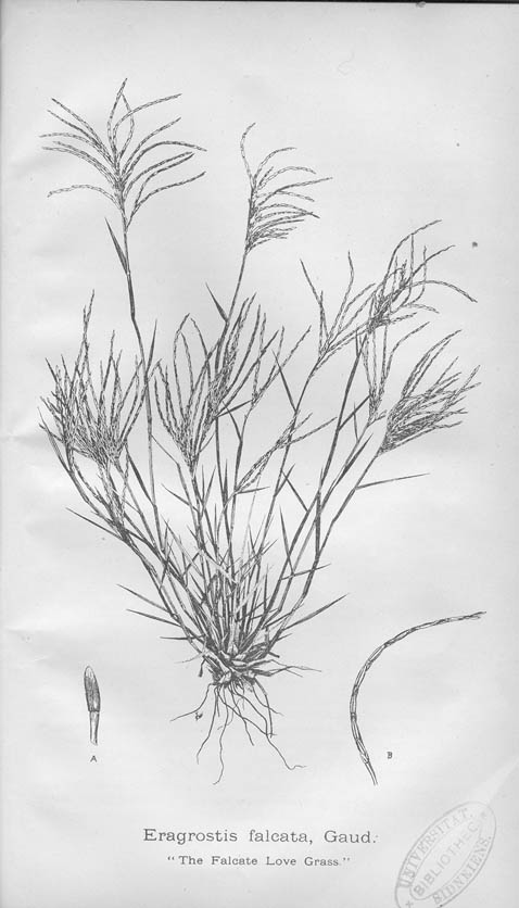 A manual of the grasses of New South Wales: "The Falcate Love Grass"