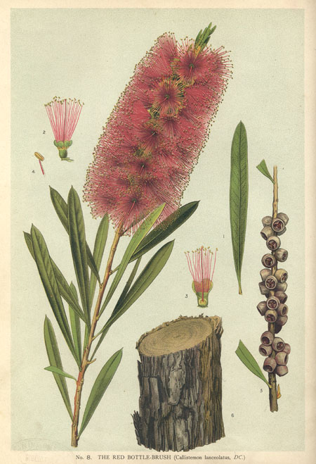 The flowering plants and ferns of New South Wales: Plate 8: The Red Bottle Brush