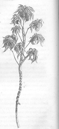 Journals of Expeditions of Discovery into Central Australia: Woodcut of a Standard used in the Dances performed by day