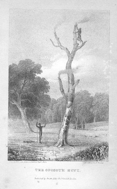 Two Expeditions in the Interior of Southern Australia: The Opossum Hunt