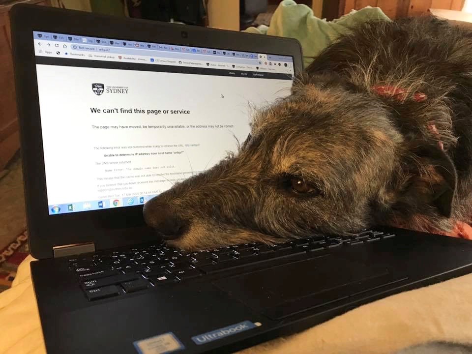 Hugo trying to tell me that I need to stop work now...