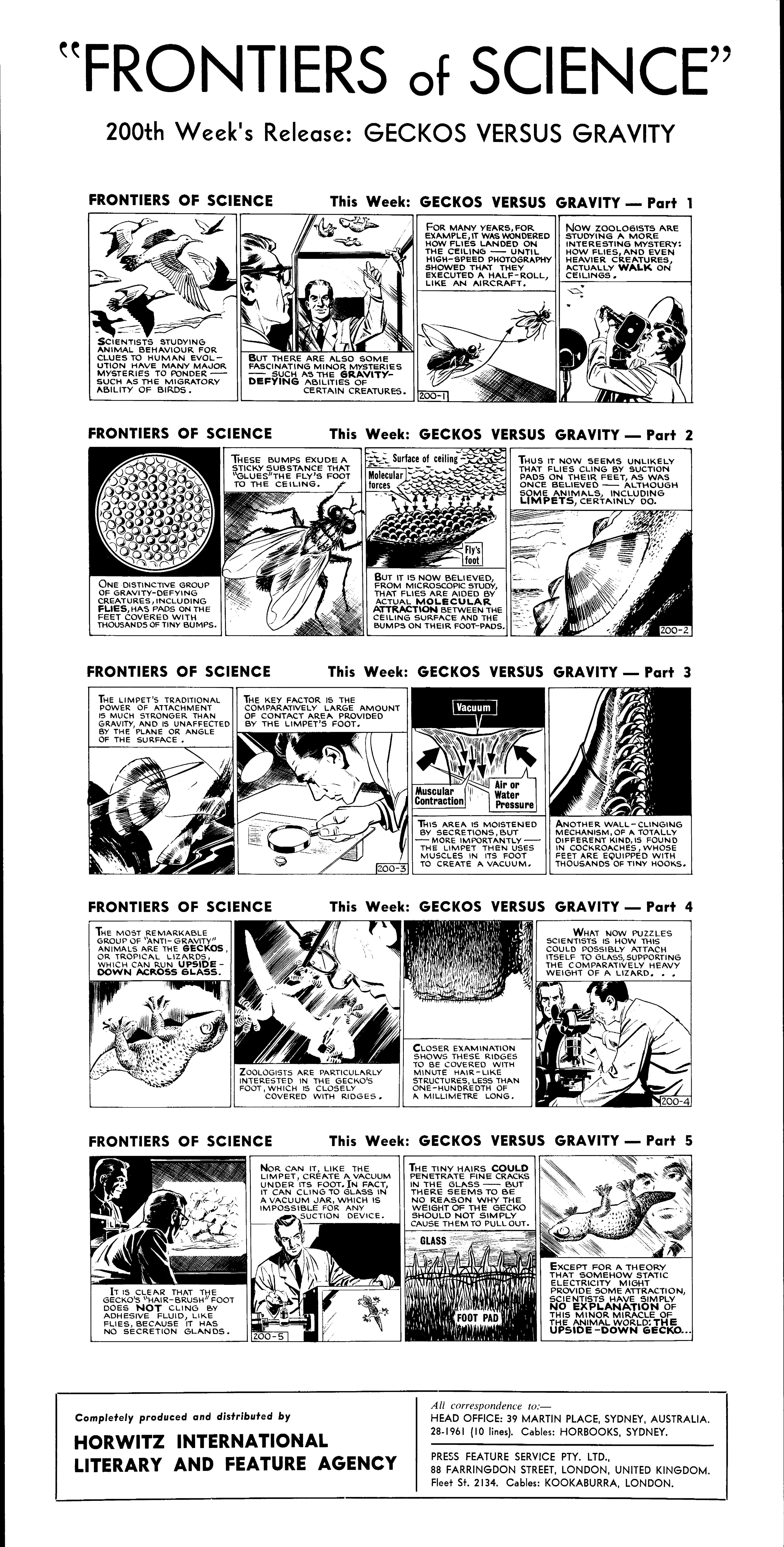 Gekkos versus gravity