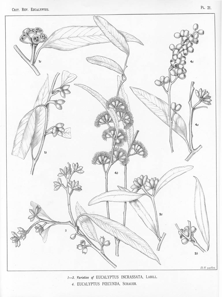 A critical revision of the genus Eucalyptus (Volume 1): Plate 21