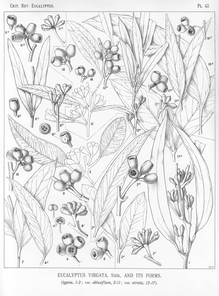 A critical revision of the genus Eucalyptus (Volume 1): Plate 43