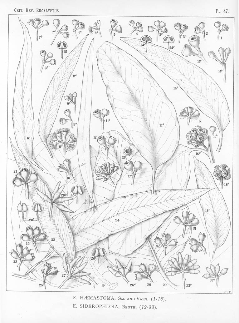 A critical revision of the genus Eucalyptus (Volume 1): Plate 47