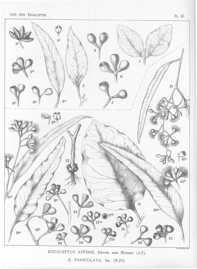 A critical revision of the genus Eucalyptus (Volume 2): Plate 57