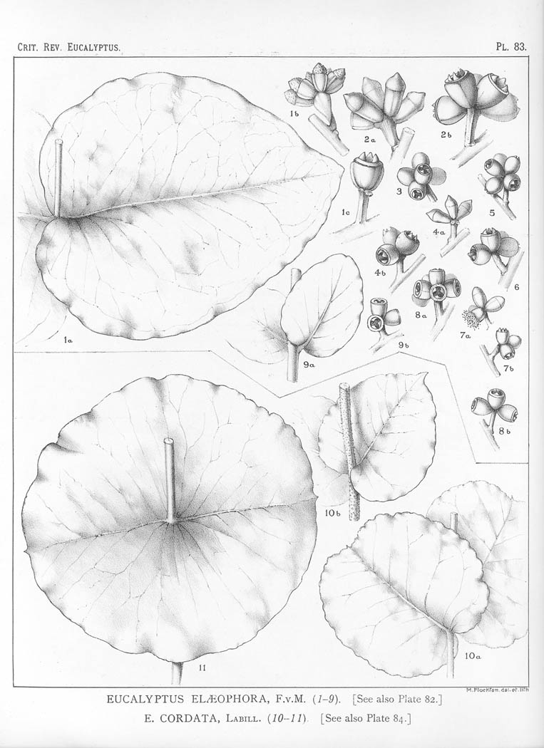 A critical revision of the genus Eucalyptus (Volume 2): Plate 83