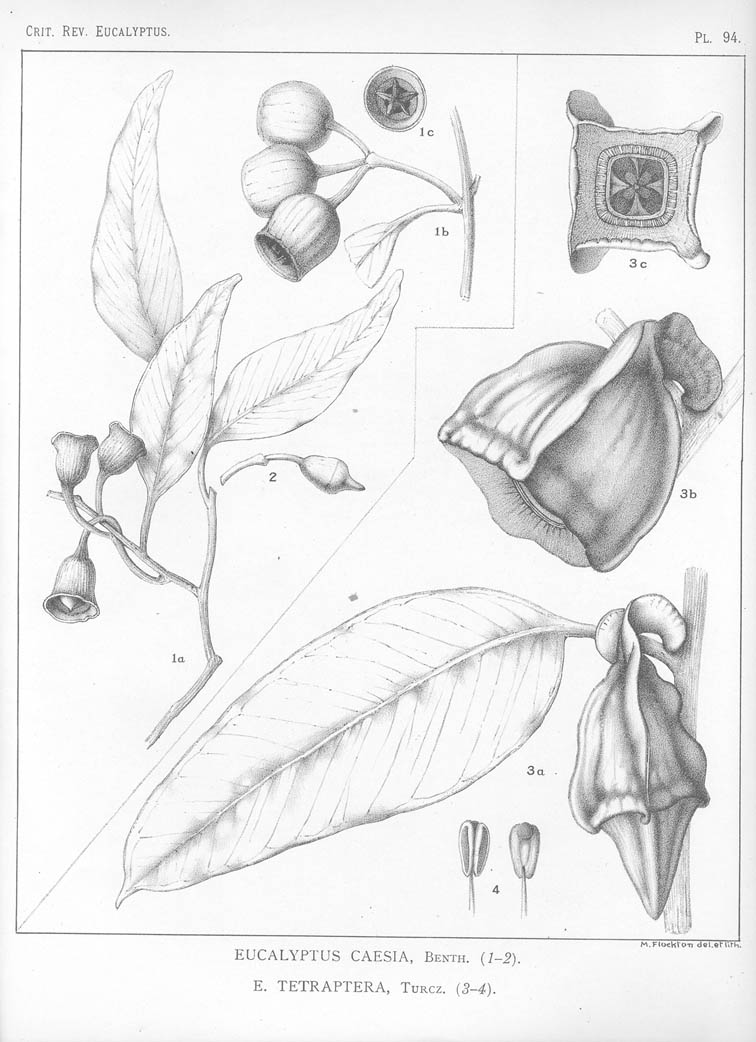 A critical revision of the genus Eucalyptus (Volume 3): Plate 94