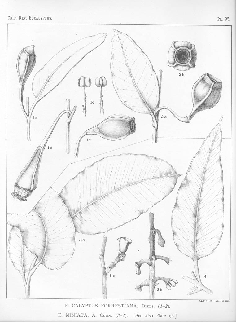 A critical revision of the genus Eucalyptus (Volume 3): Plate 95