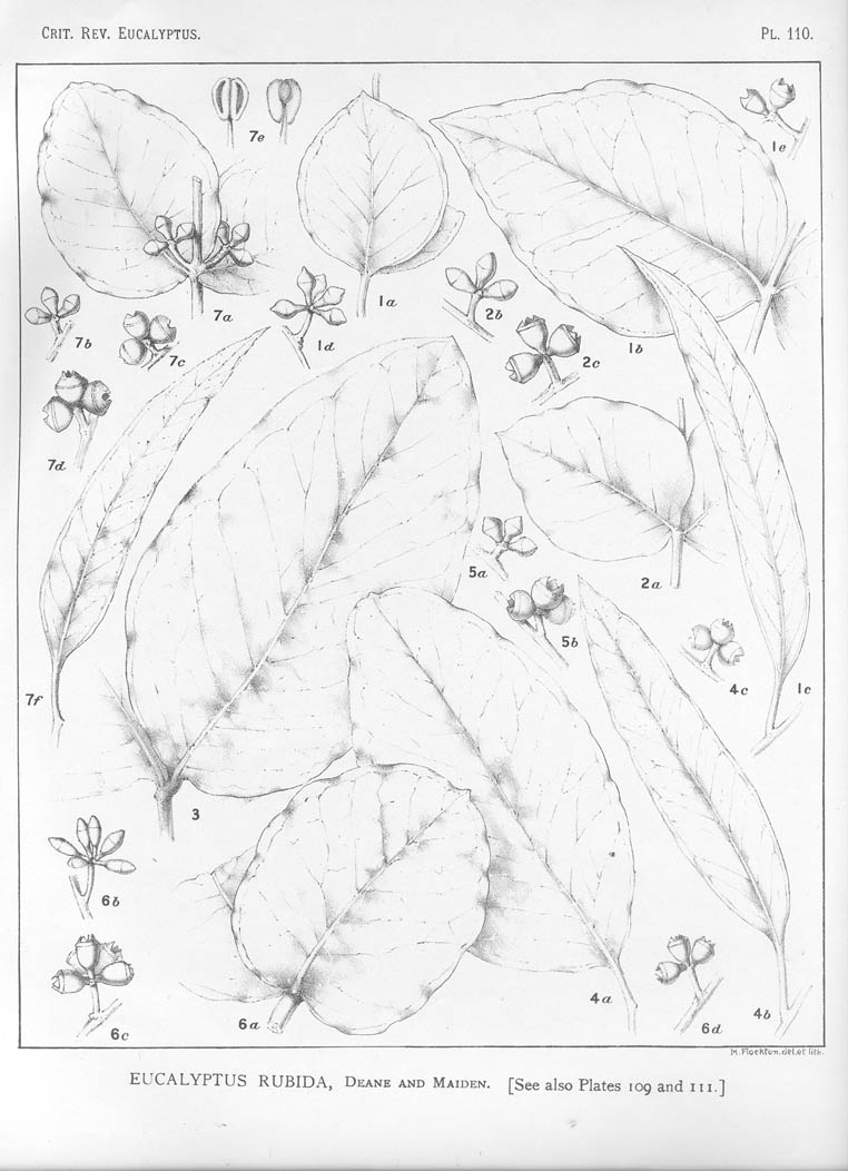 A critical revision of the genus Eucalyptus (Volume 3): Plate 110