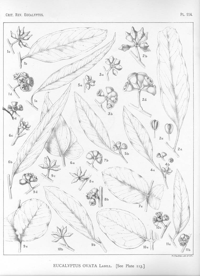 A critical revision of the genus Eucalyptus (Volume 3): Plate 114