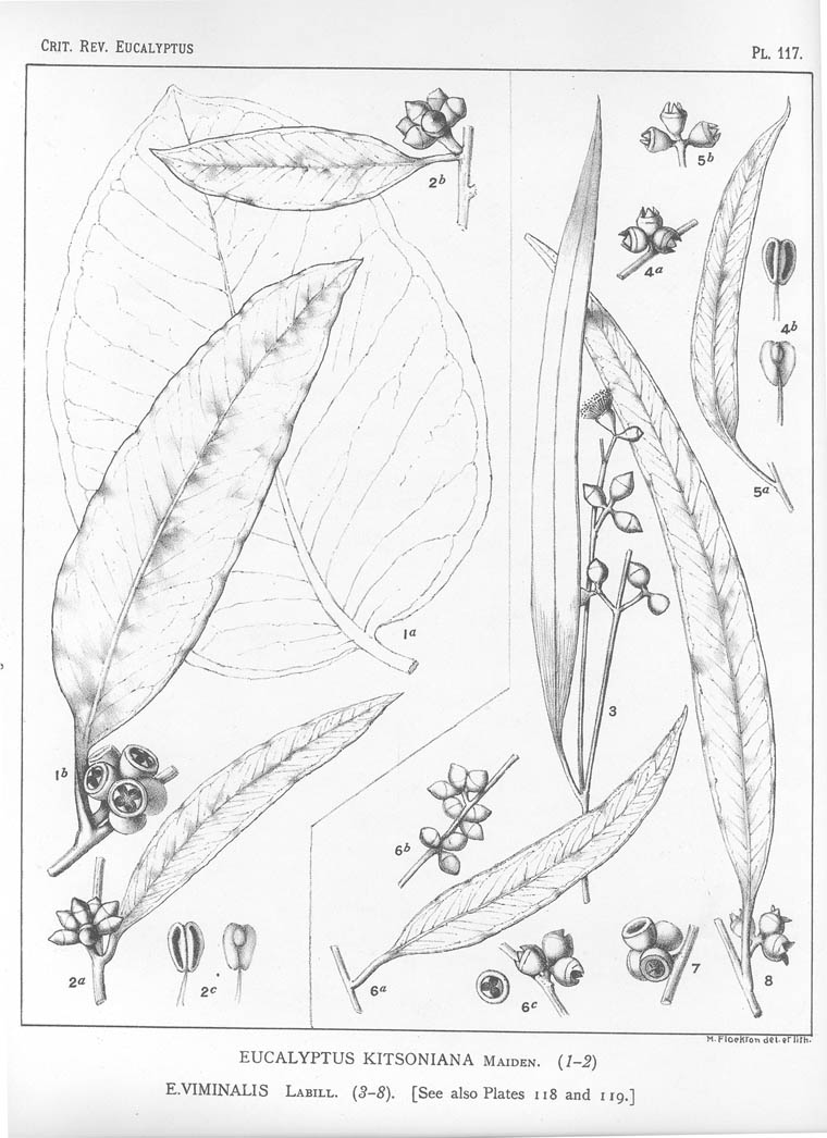 A critical revision of the genus Eucalyptus (Volume 3): Plate 117