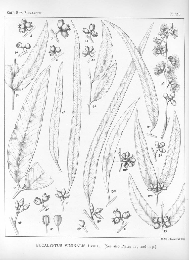 A critical revision of the genus Eucalyptus (Volume 3): Plate 118