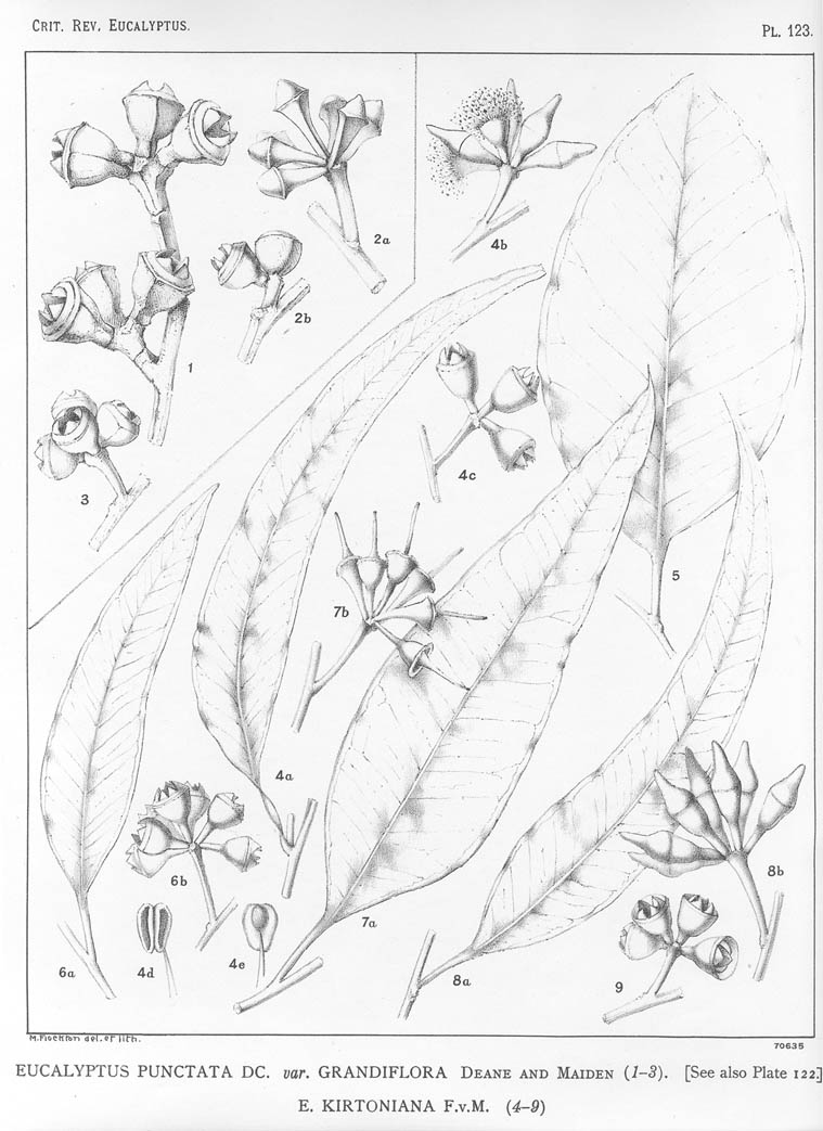 A critical revision of the genus Eucalyptus (Volume 3): Plate 123