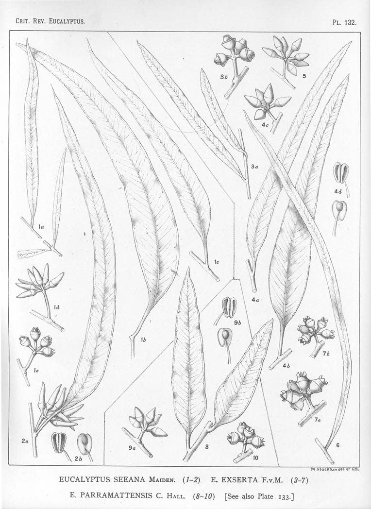 A critical revision of the genus Eucalyptus (Volume 4): Plate 132
