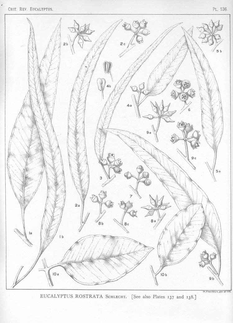 A critical revision of the genus Eucalyptus (Volume 4): Plate 136