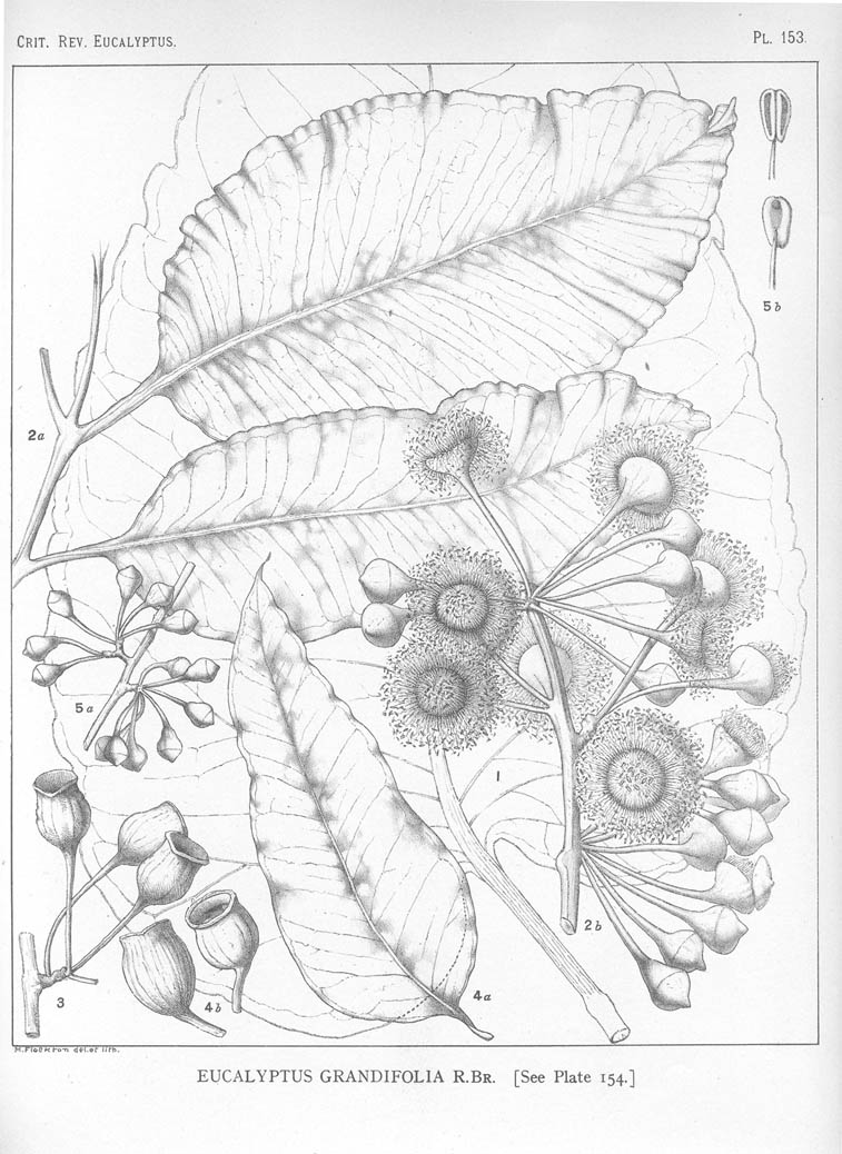 A critical revision of the genus Eucalyptus (Volume 4): Plate 153
